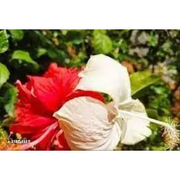 Hibiscus Flowers
